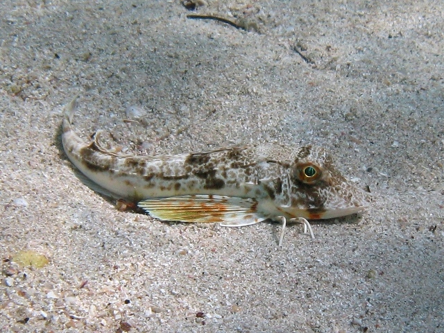 juvenile Chelidonichthys lucerna